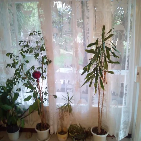 Smjestaj Rab, Brna ,soba Sa Kuhinjom * Palit