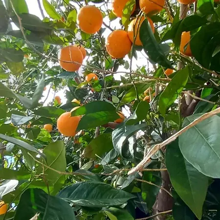 Smjestaj Rab, Brna ,soba Sa Kuhinjom * Palit