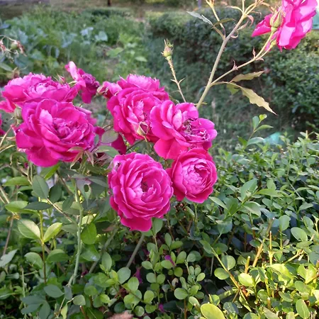 Smjestaj Rab, Brna ,soba Sa Kuhinjom Lejlighed Palit