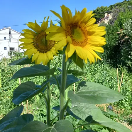 Smjestaj Rab, Brna ,soba Sa Kuhinjom Palit